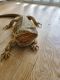 Bearded Dragon Reptiles for sale in Boca Raton, FL, USA. price: NA