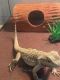 Bearded Dragon Reptiles for sale in Dallas, TX, USA. price: NA