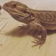 Bearded Dragon Reptiles for sale in Berlin, NH, USA. price: $175