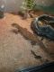 Bearded Dragon Reptiles for sale in Colorado Springs, CO, USA. price: NA