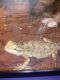 Bearded Dragon Reptiles for sale in Troy, NY 12180, USA. price: NA