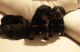 Beauceron Puppies for sale in Dallas, TX, USA. price: $500