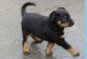 Beauceron Puppies for sale in Putnam Valley, NY 10579, USA. price: $600