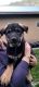 Beauceron Puppies for sale in Bonners Ferry, ID 83805, USA. price: $2,500