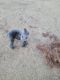 Bedlington Terrier Puppies for sale in Yucca Valley, CA 92284, USA. price: $3,500
