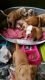 Bedlington Terrier Puppies for sale in Honolulu, HI, USA. price: NA
