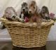 Bedlington Terrier Puppies for sale in Dallas, TX, USA. price: $500