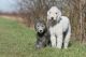 Bedlington Terrier Puppies for sale in Dallas, TX, USA. price: NA