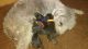 Bedlington Terrier Puppies for sale in Atqasuk, AK 99791, USA. price: NA