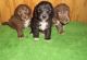 Bedlington Terrier Puppies for sale in New York, NY, USA. price: NA