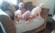 Bedlington Terrier Puppies for sale in Missiouri CC, Elsberry, MO 63343, USA. price: NA