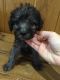 Bedlington Terrier Puppies for sale in NJ-38, Cherry Hill, NJ 08002, USA. price: NA