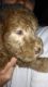 Bedlington Terrier Puppies for sale in Los Angeles, CA, USA. price: NA