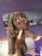 Bedlington Terrier Puppies for sale in Texas City, TX, USA. price: NA