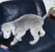 Bedlington Terrier Puppies for sale in Seattle, WA 98103, USA. price: NA