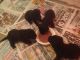 Bedlington Terrier Puppies for sale in Washington, DC, USA. price: NA