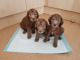 Bedlington Terrier Puppies for sale in Austin, TX, USA. price: NA