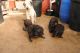 Bedlington Terrier Puppies