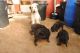 Bedlington Terrier Puppies for sale in Massachusetts Ave, Cambridge, MA, USA. price: NA