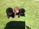 Bedlington Terrier Puppies for sale in Atlanta, GA, USA. price: $275
