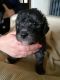 Bedlington Terrier Puppies for sale in Bloomfield Ave, Bloomfield, CT 06002, USA. price: $600