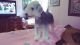 Bedlington Terrier Puppies