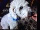 Bedlington Terrier Puppies for sale in Bell Gardens, CA 90202, USA. price: $550