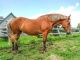 Belgian Horses for sale in Bristol Rd S, Rubery, Birmingham B45 9JL, UK. price: NA