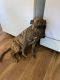 Belgian Griffon Puppies for sale in Inkster, MI 48141, USA. price: $600