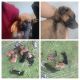 Belgian Shepherd Puppies for sale in Little Rock, AR, USA. price: NA