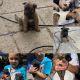 Belgian Shepherd Puppies for sale in Compton, CA 90222, USA. price: $200