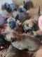 Belgian Shepherd Puppies for sale in Muskogee, OK, USA. price: $1,000