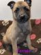 Belgian Shepherd Puppies for sale in Syracuse, NY, USA. price: NA