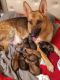 Belgian Shepherd Puppies for sale in Kankakee, IL, USA. price: NA