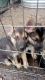 Belgian Shepherd Puppies for sale in Roy, WA 98580, USA. price: $700