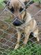 Belgian Shepherd Puppies for sale in Oroville, CA, USA. price: NA