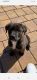 Belgian Shepherd Puppies for sale in Winchester, VA 22601, USA. price: NA