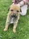 Belgian Shepherd Puppies for sale in Louisville, KY, USA. price: NA