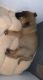 Belgian Shepherd Puppies for sale in 2052 W Main St, Mesa, AZ 85201, USA. price: $450