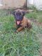 Belgian Shepherd Puppies for sale in Fort Myers, FL, USA. price: $1,000