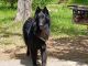 Belgian Shepherd Puppies for sale in Payette, ID 83661, USA. price: $1,000