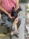 Belgian Shepherd Puppies for sale in Fort Worth, TX, USA. price: $400