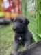 Belgian Shepherd Puppies for sale in Fillmore, UT 84631, USA. price: $1,000