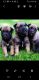 Belgian Shepherd Puppies for sale in South El Monte, CA 91733, USA. price: $400