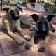 Belgian Shepherd Puppies for sale in Lemon Grove, CA, USA. price: $850
