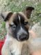 Belgian Shepherd Puppies for sale in Mansfield, OH, USA. price: $850