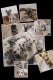 Belgian Shepherd Puppies for sale in MSC, UT 84404, USA. price: NA