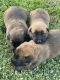 Belgian Shepherd Puppies for sale in Modesto, CA, USA. price: NA