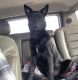 Belgian Shepherd Puppies for sale in Colorado Springs, CO, USA. price: NA