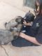Belgian Shepherd Puppies for sale in Tucson, AZ 85711, USA. price: $150